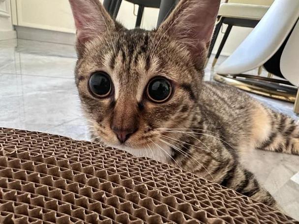 猫咪突然流鼻血要警惕缩略图