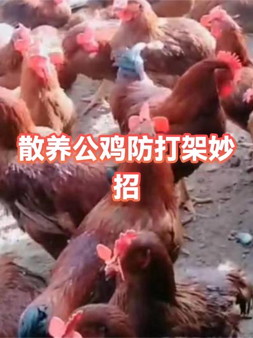 防止公鸡打架的土办法游戏截图