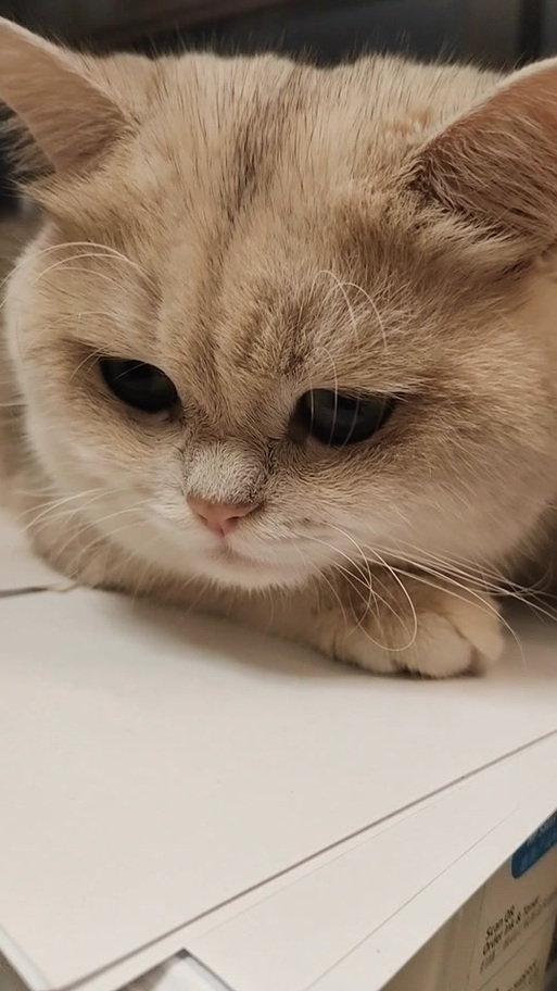 猫突然扑人脸要警惕缩略图