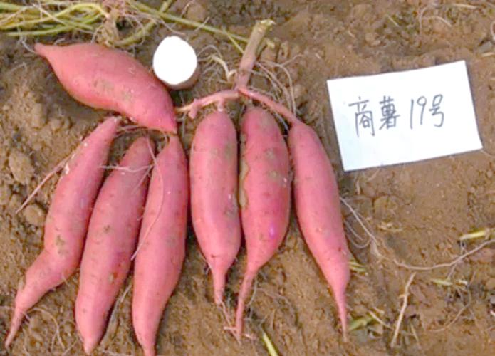 商薯19号优点和缺点缩略图