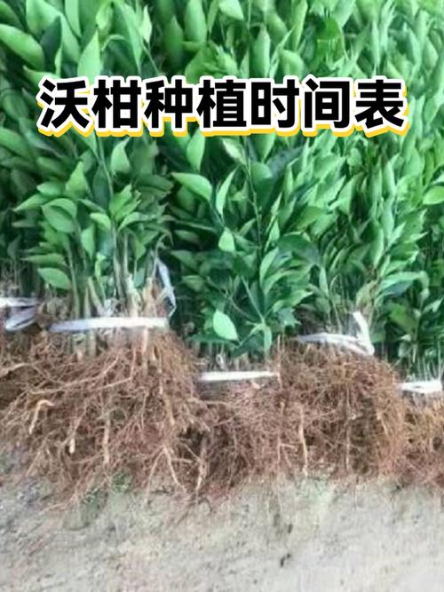 盆栽水果种植时间表缩略图