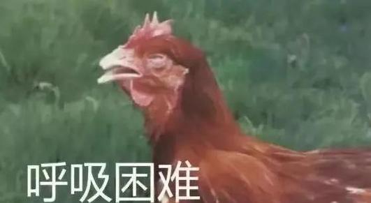 鸡母叫鸣预示着什么缩略图