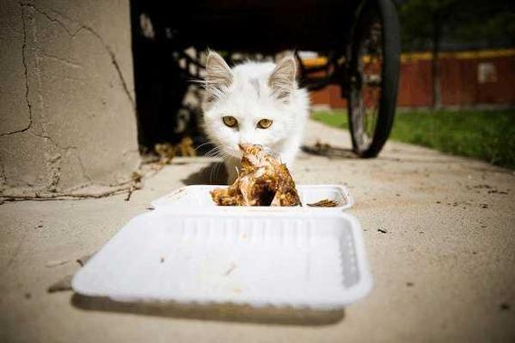 猫咪吃了鸡骨头死了图标