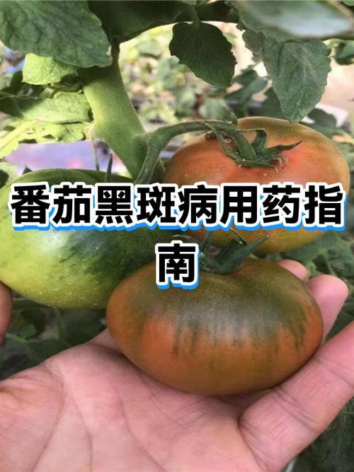 番茄变黑了最简单三个步骤图标