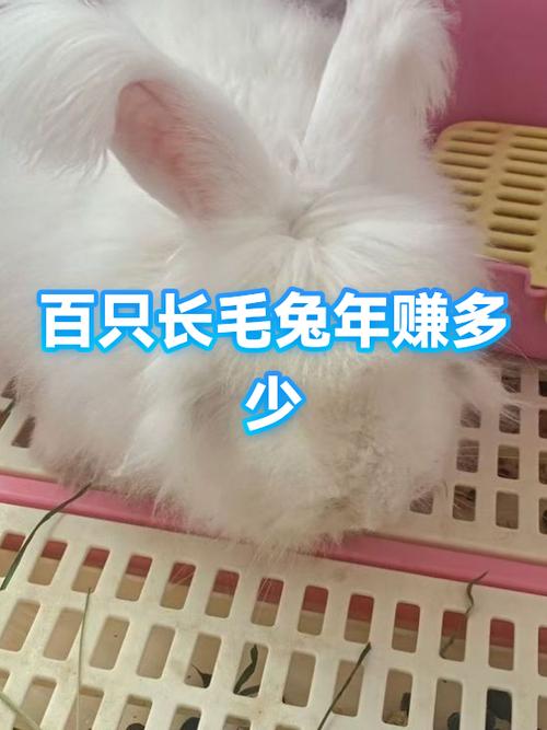 养100只兔子一年能赚几个钱缩略图