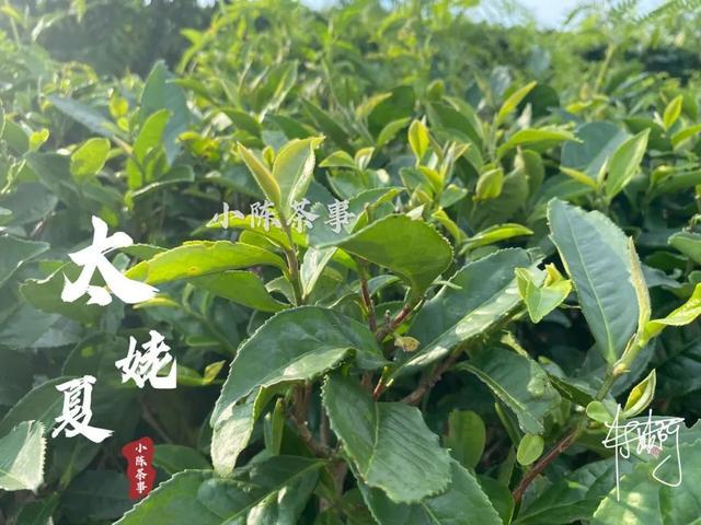 老李瓜地幸福生活全文缩略图