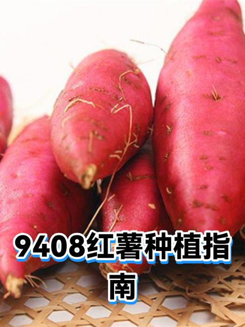 9408红薯淀粉粘度缩略图