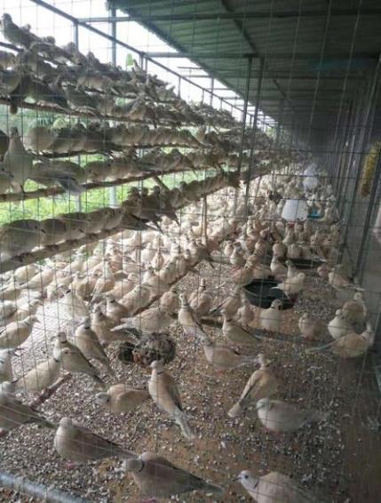 养殖100只斑鸠年利润多少缩略图