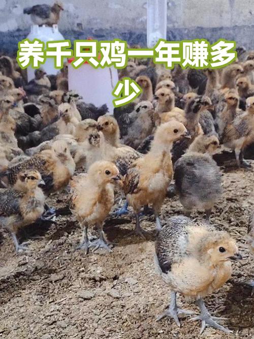 养一千只蛋鸡一年能赚多少钱缩略图