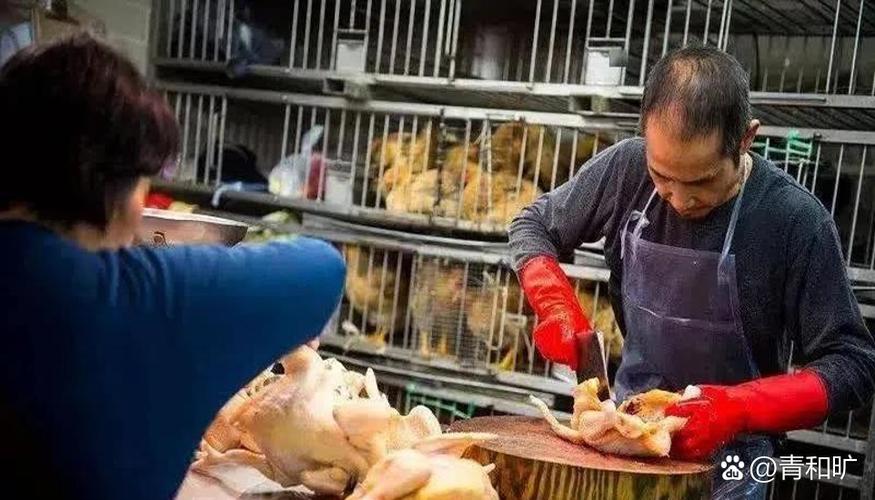 贩卖死鸡肉是什么罪缩略图