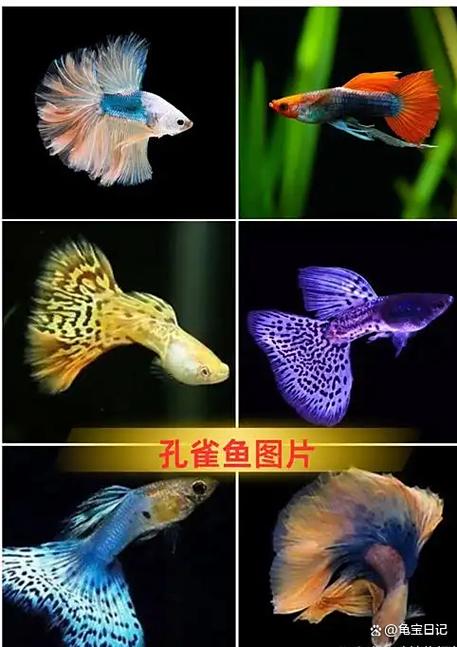 为什么不建议养孔雀鱼图标