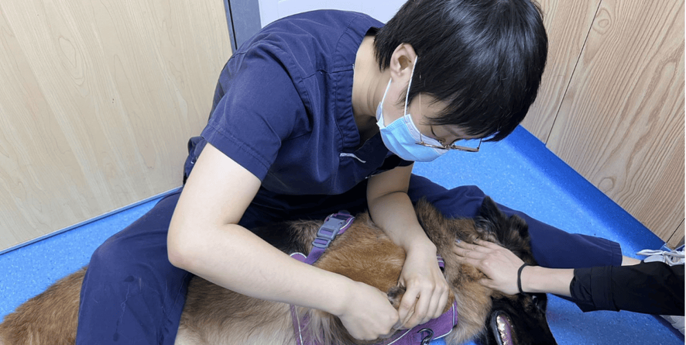 小狗吃了鸡骨头后没精神不吃东西缩略图