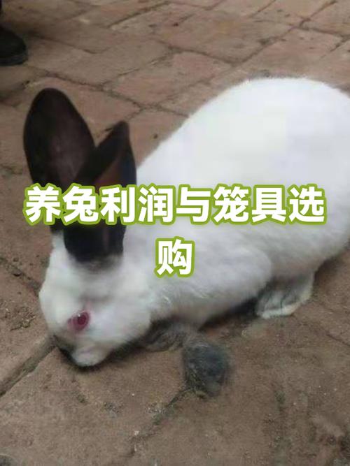 养殖兔子的成本和利润缩略图