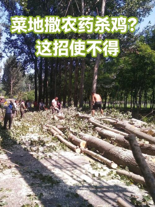 在菜地里撒毒药毒死鸡缩略图