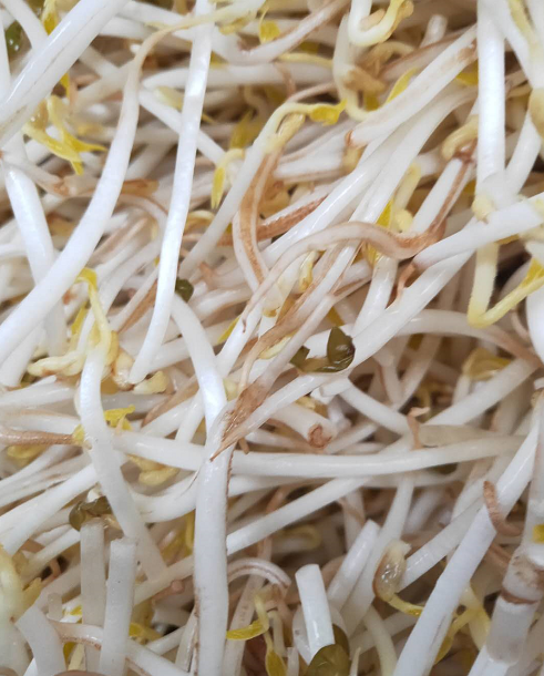 绿豆芽豆瓣烂的原因有哪些图标