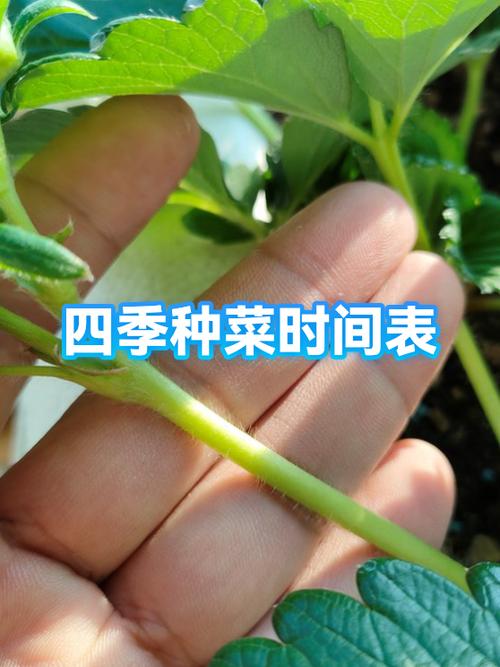 四季蔬菜种植时间表游戏截图