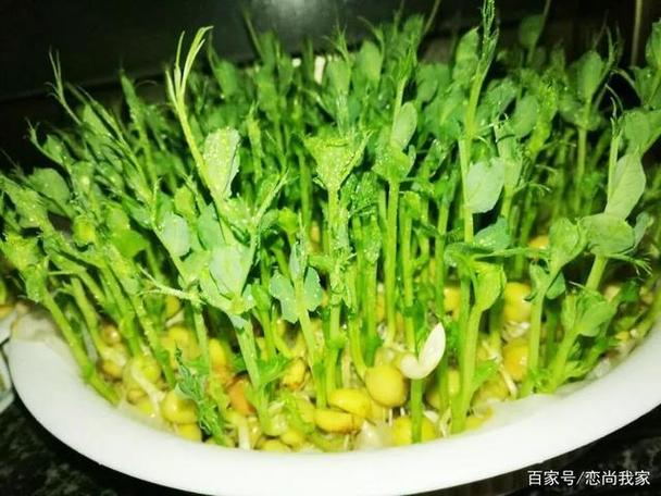 豌豆出了点小芽能吃吗图标