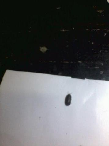 黑色一粒像黑芝麻的小虫子游戏截图