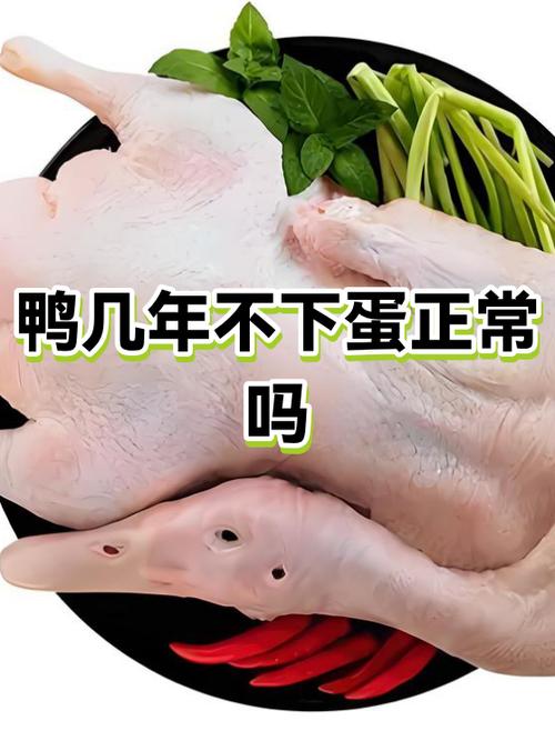母鸭几年后就不下蛋了缩略图
