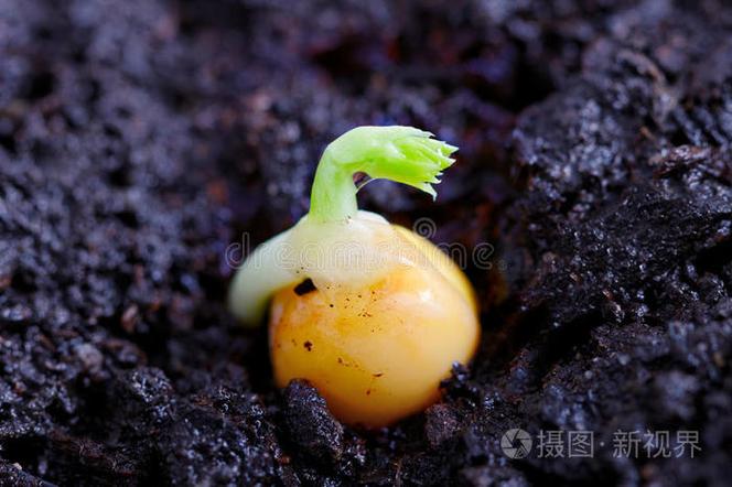 发芽的豌豆能吃吗 带芽带豆图标