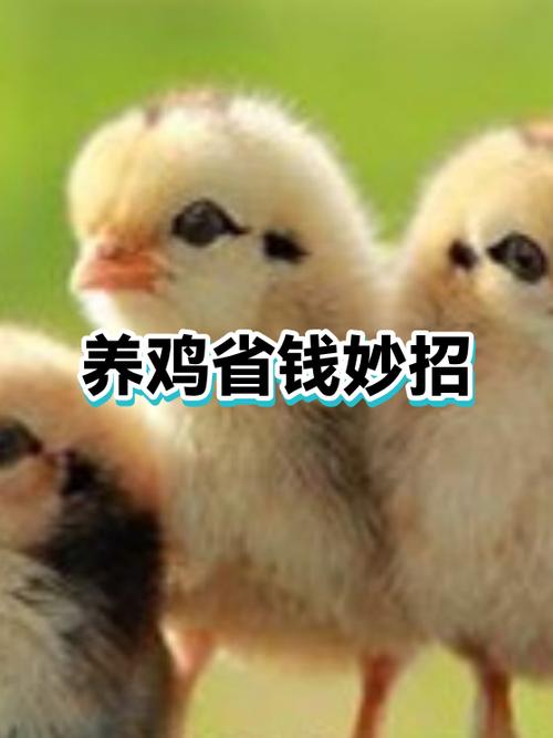 养鸡给鸡吃什么最省钱图标