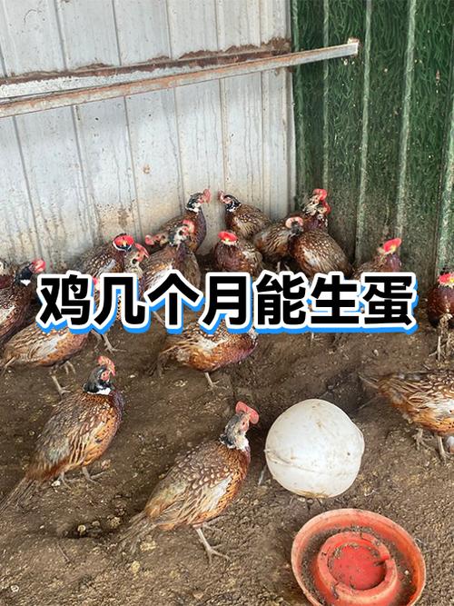 养鸡生蛋赚钱吗 利润多少游戏截图