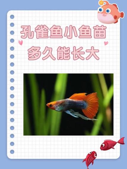 孔雀鱼多久喂食一次合适图标