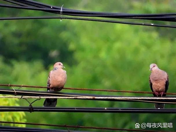 创世女神被自己创造的生物繁衍小说缩略图