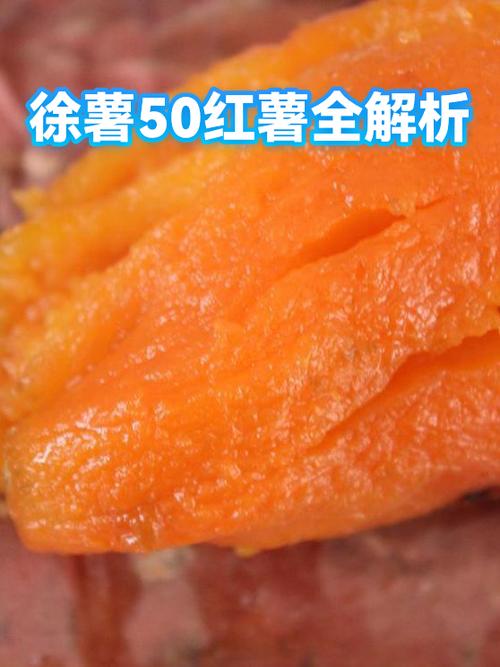 徐薯50红薯优缺点游戏截图