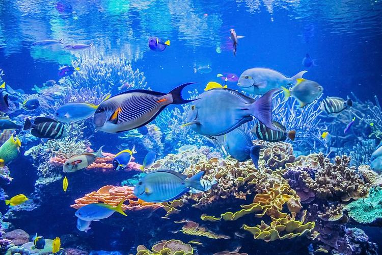 鱼乐园水族馆图标