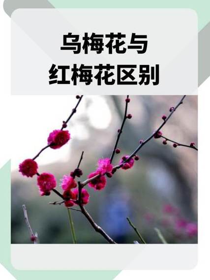 黑红梅的打法和技巧图标