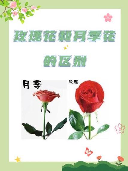 月季花就是玫瑰花吗缩略图