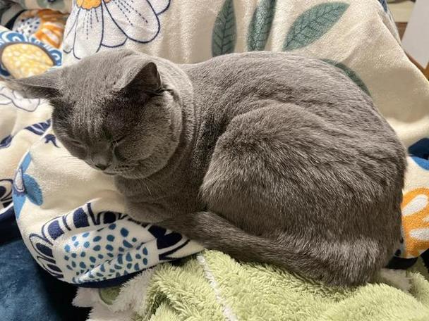 猫突然很粘人要警惕缩略图