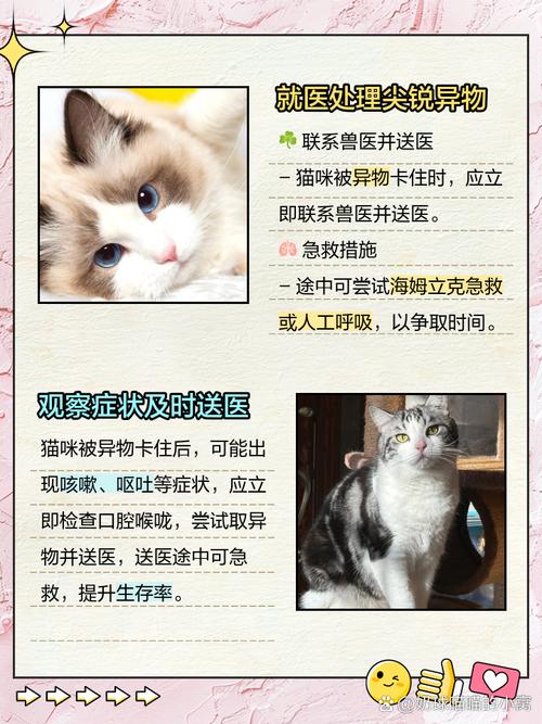 猫咪吃骨头卡住了咋办缩略图