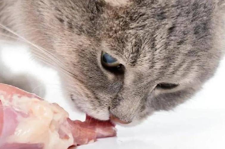猫猫吃鸡骨头缩略图