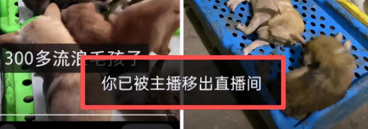 您已被主播移出直播间是什么意思图标
