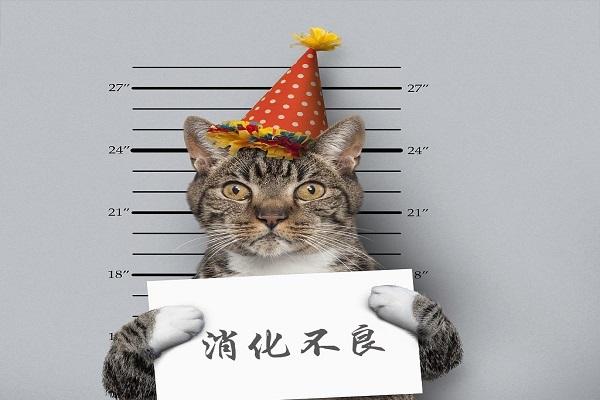 猫吃了鸡骨头几天能消化缩略图