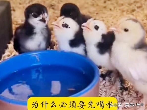 小鸡刚出壳怎么喂养成活率才高缩略图