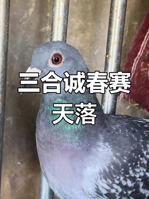 2026广东三合城赛春季鸽章程缩略图