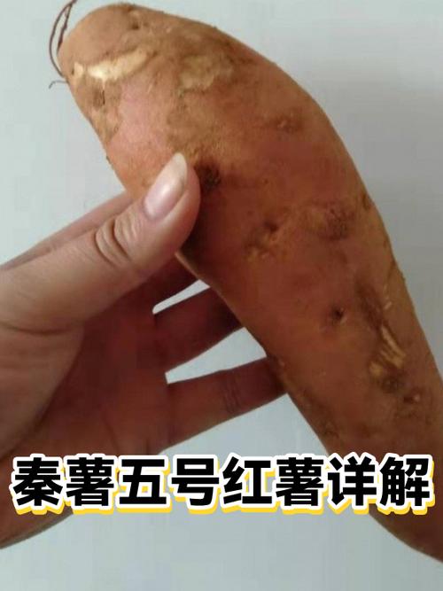 秦薯红薯品种介绍缩略图