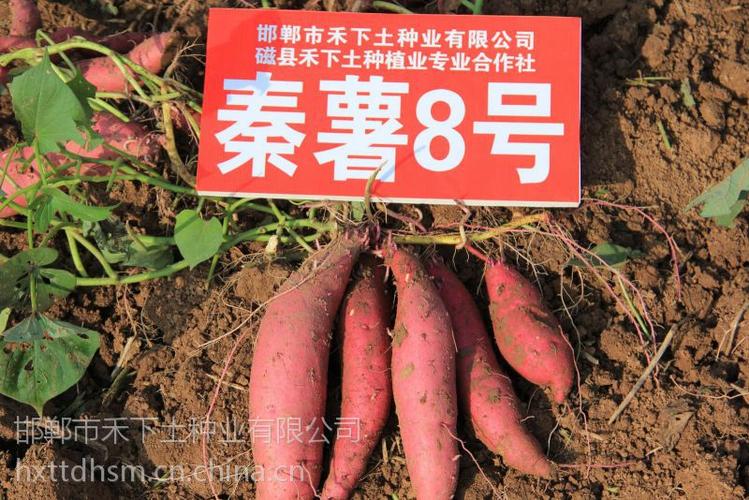 秦薯8号红薯苗价格缩略图