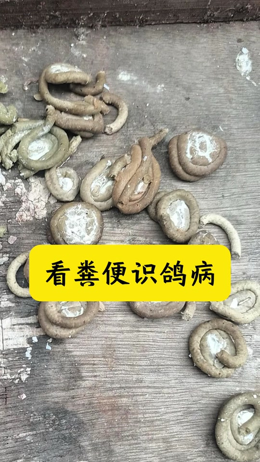 养鸽子人容易得白血病吗游戏截图