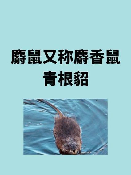 会寻宝的鼠叫什么缩略图