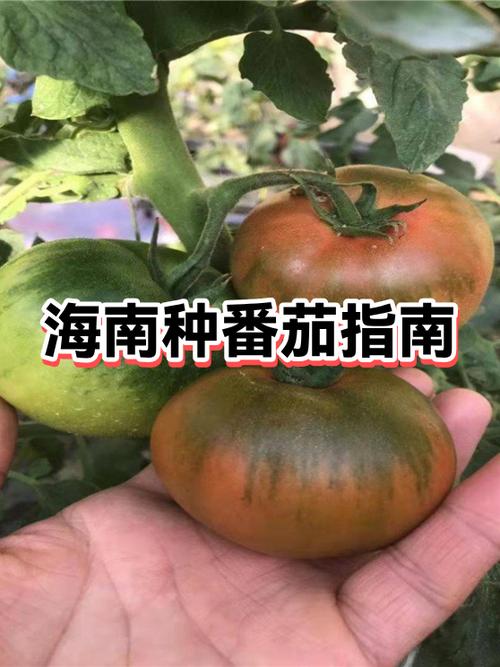 海南西红柿种植时间缩略图
