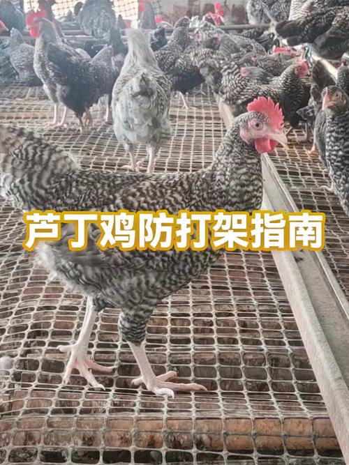 防止母鸡打架的土办法缩略图
