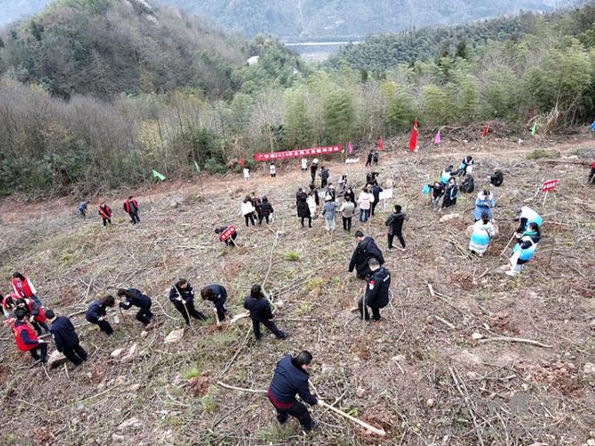 四川全民义务植树网官网缩略图