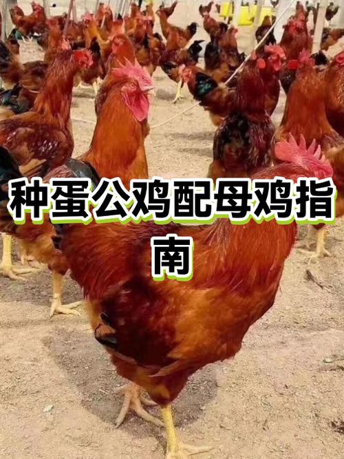 母鸡打架怎么办处理方法缩略图