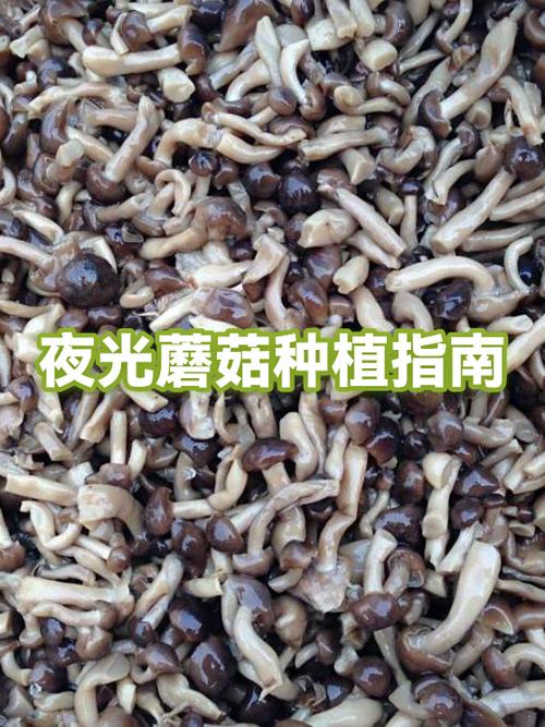 夜光蘑菇制作指南 游戏截图