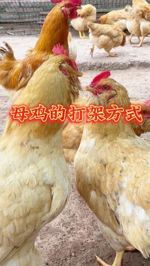 为什么母鸡和母鸡打架缩略图