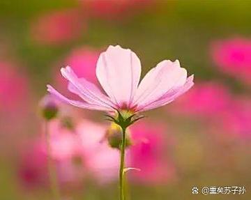 形容性格好的四字词语图标